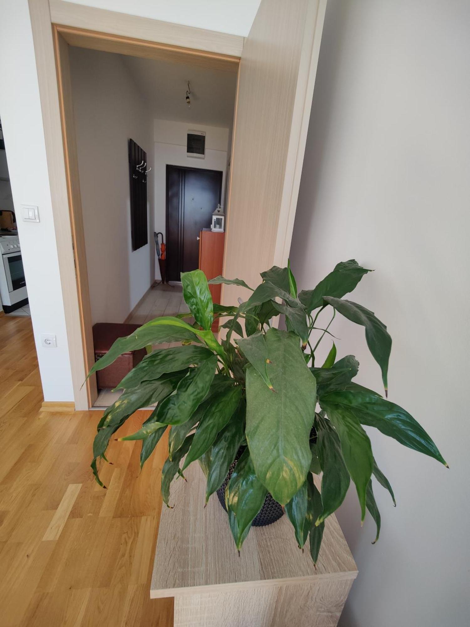Apartman Aleksic Ni Exterior foto
