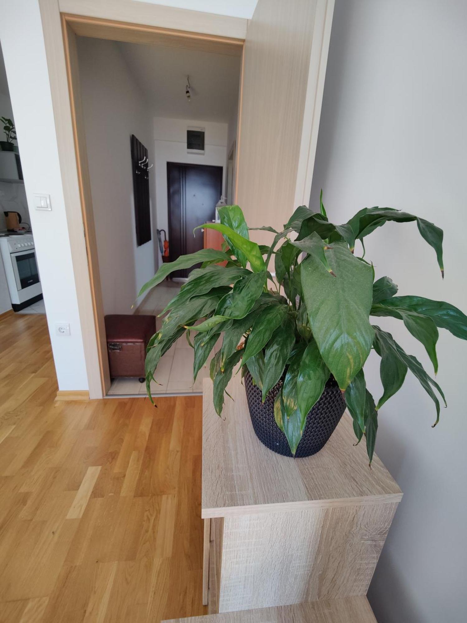 Apartman Aleksic Ni Exterior foto
